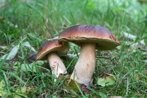 mushroom-13261_1280