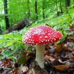 mushroom-187077_1280