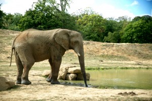 Elephant dans la réserve africaine du parc zoologique de Thoiry
