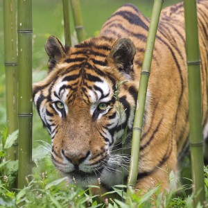 Un tigre au zoo de Thoiry